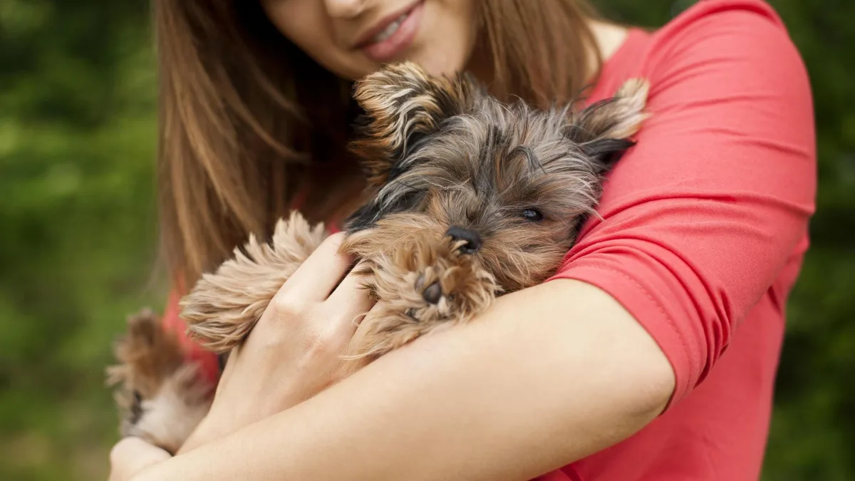 Ya es oficial: todos los propietarios de las mascotas serán responsables de los daños que causen a otros animales