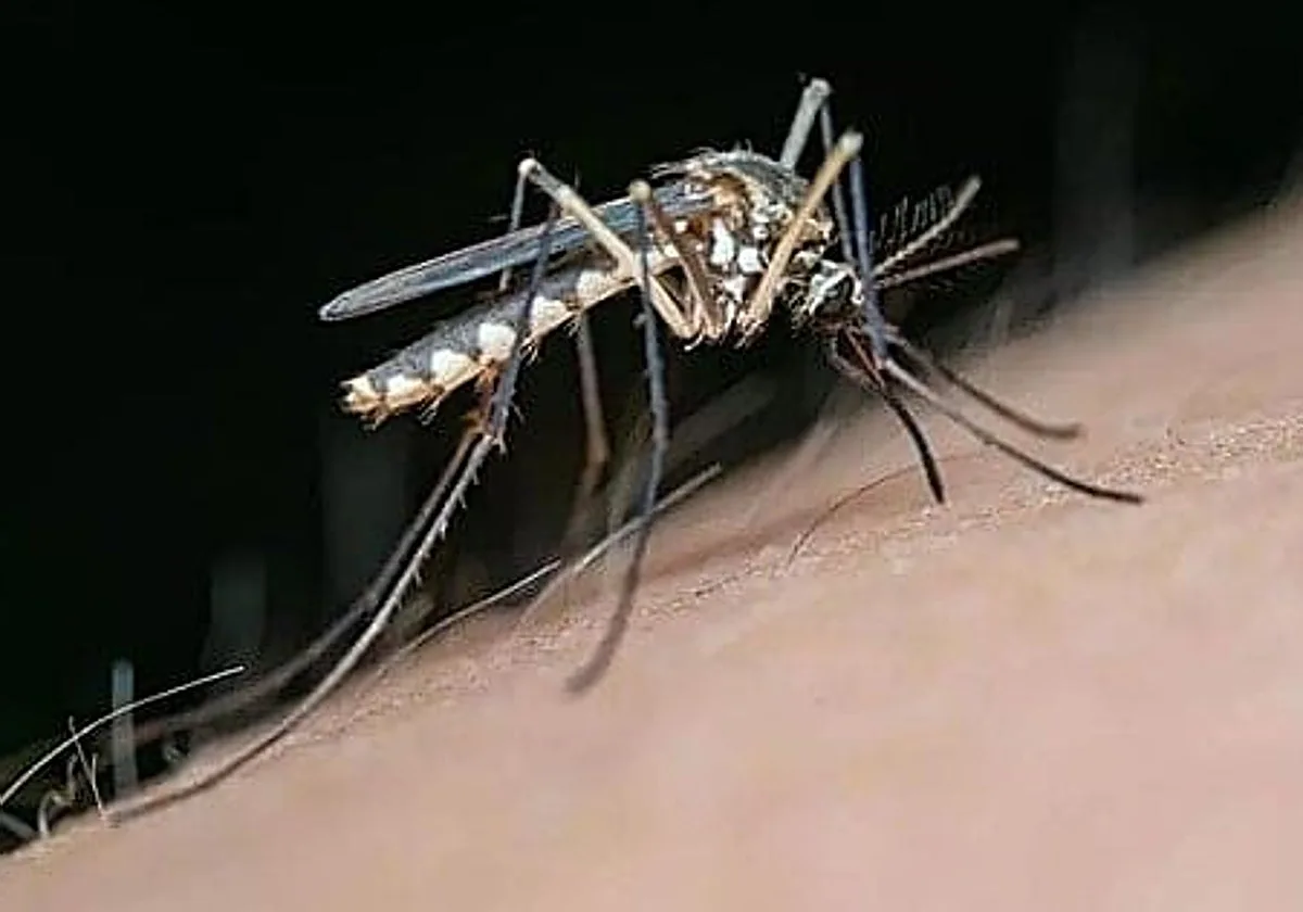 El brote de virus del Nilo se cobra su quinta muerte con un vecino de Aznalcázar de 75 años
