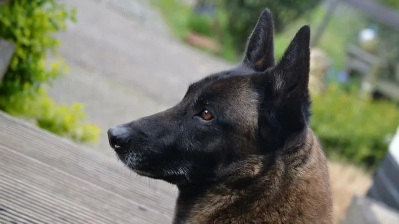 Un homme poursuivi pour "actes de cruauté" après avoir poignardé un chien malinois à neuf reprises