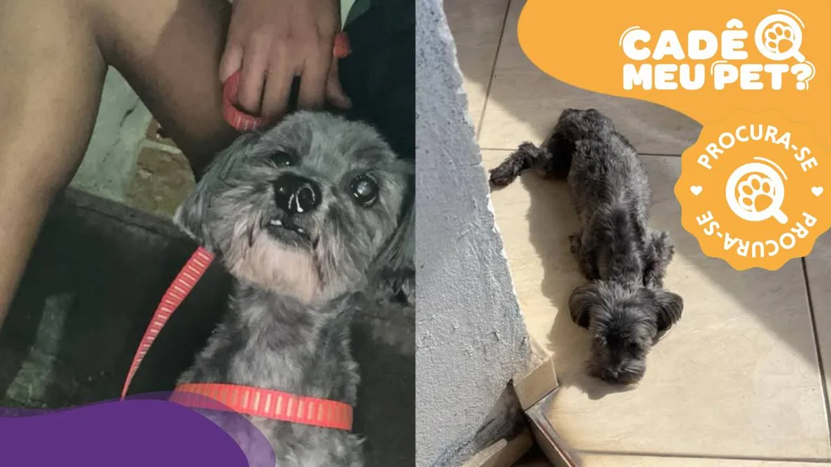 Thor: família oferece recompensa por poodle desaparecido em Vila Velha