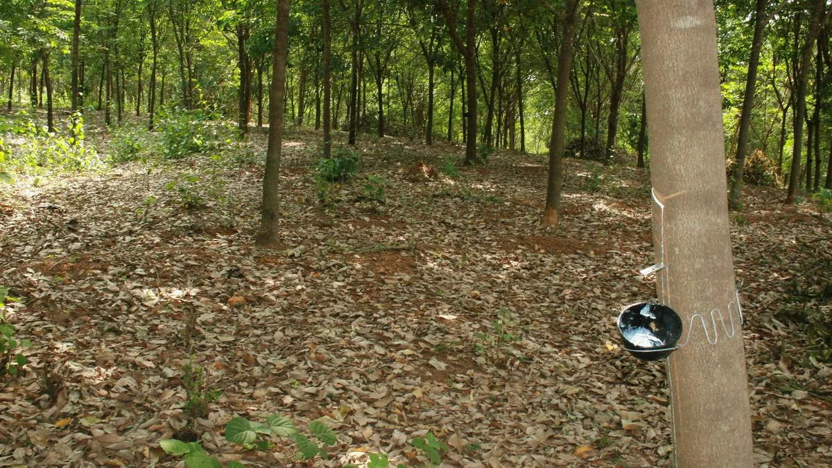 Puthuppally RRII in Keralam gets national model centre status for rubber clone testing