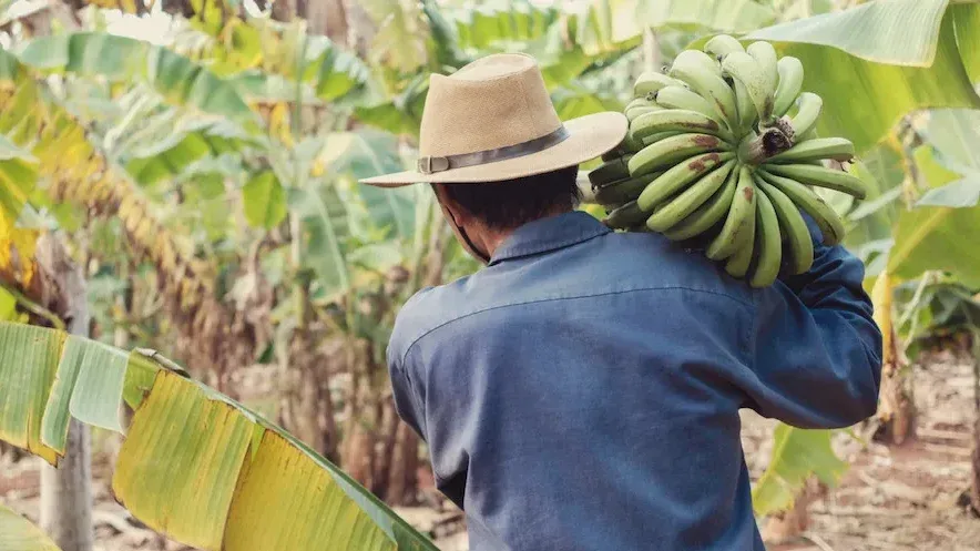 Suíça Hagel vai fazer os seguros da banana da Madeira