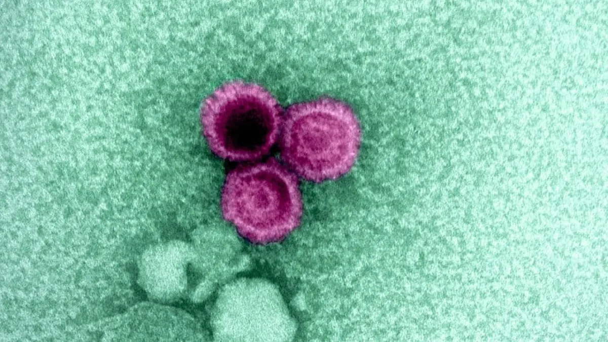 Crean un nuevo anticuerpo capaz de bloquear un virus que infecta al 95% de las personas