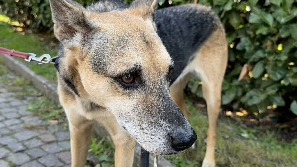 Cachorrinha desobedece tutora, insiste em farejar saco de lixo e encontra bebê com apenas 2 horas de vida