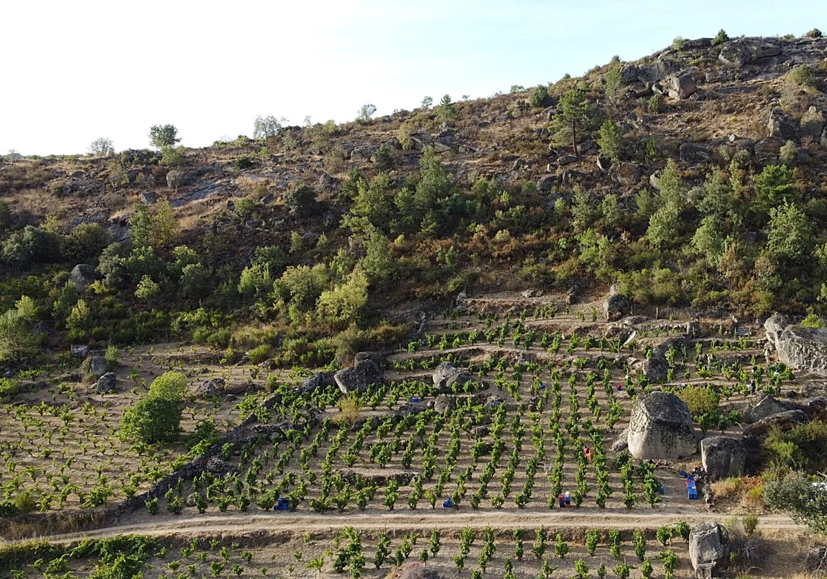 Barrera al Sol 2021, un vino contra las llamas