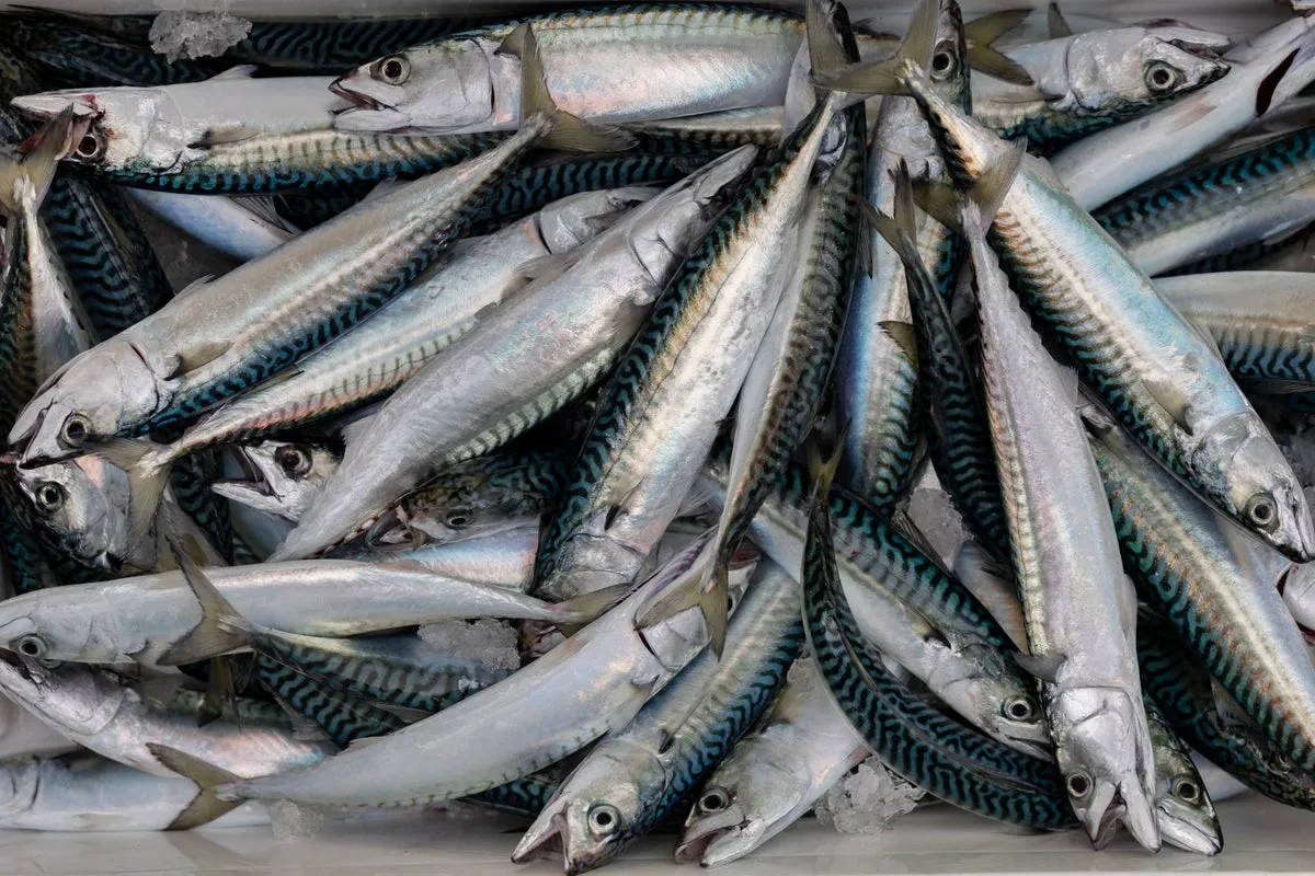 UK tinned mackerel no longer contains mackerel