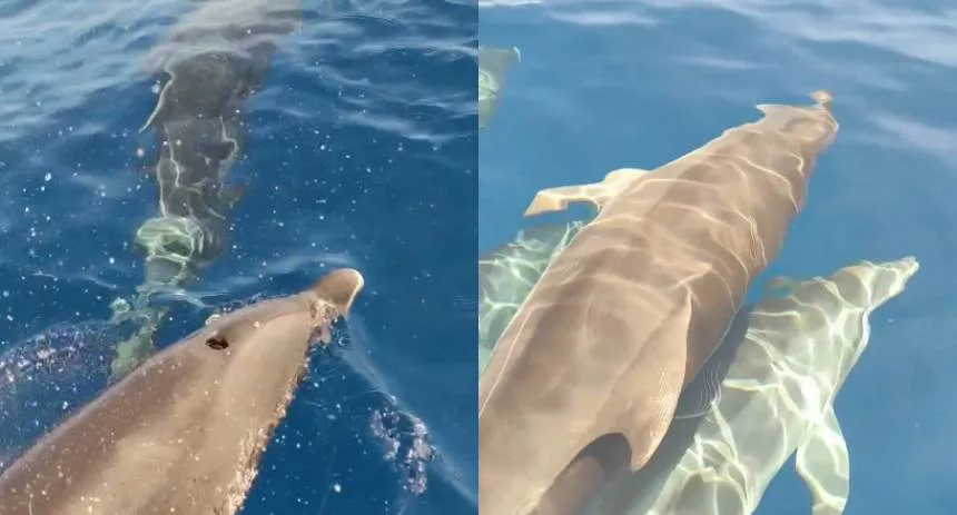 VIRAL: Pescador grabó el momento en el que delfines jugaban junto a su embarcación en La Guaira