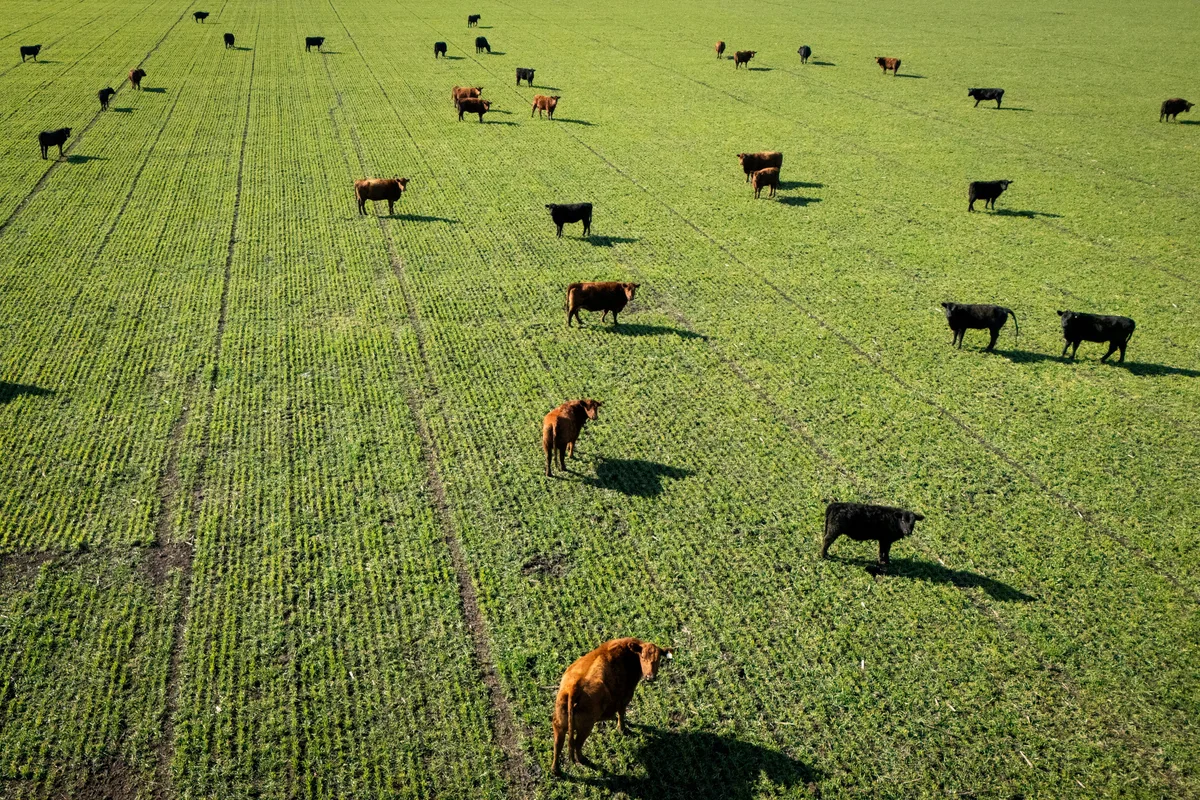 Las exportaciones de carne superarán los USD 3.000 millones en 2026 y anticipan que el consumo interno se cubrirá cada vez más con producto importado