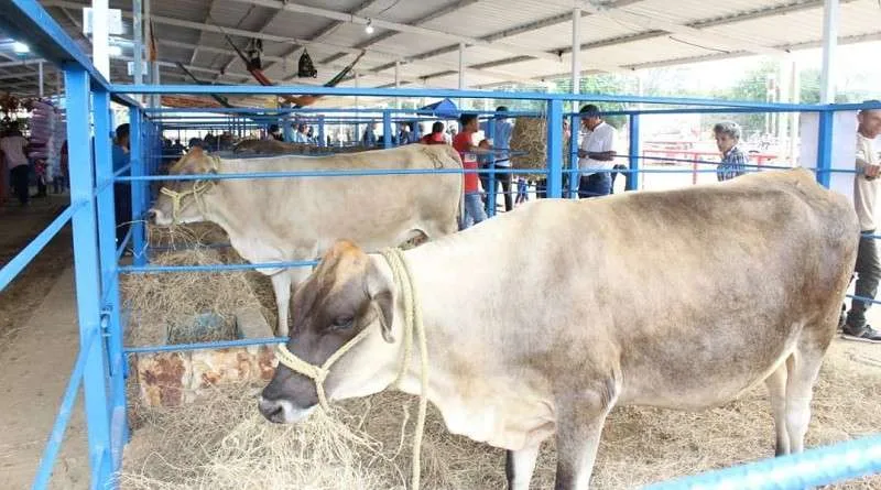 Plan de caracterización de ganado atenderá 1.800.000 animales en Guárico