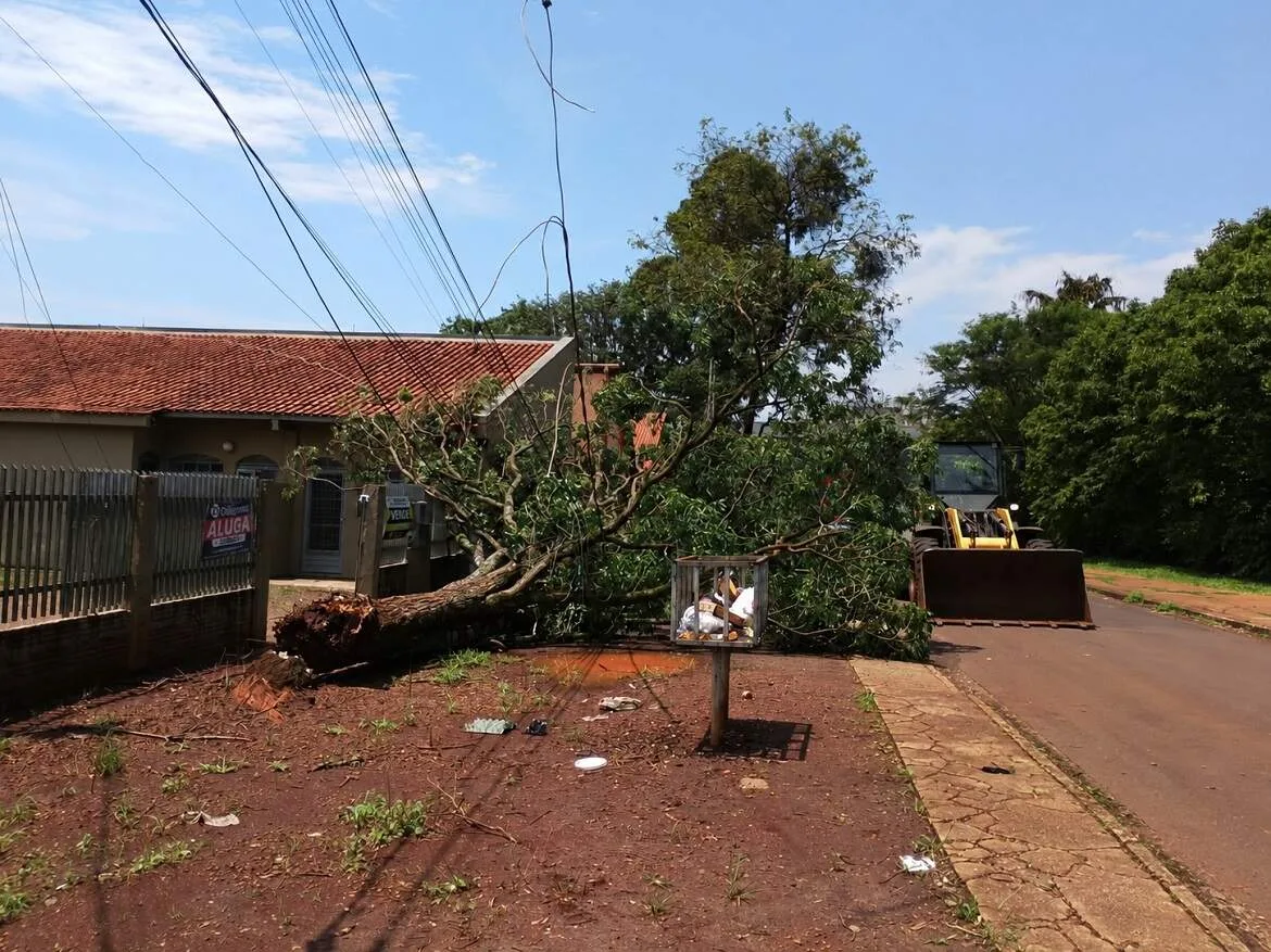 Temporal com ventania de até 80 km/h derruba árvores em 5 regiões de Dourados