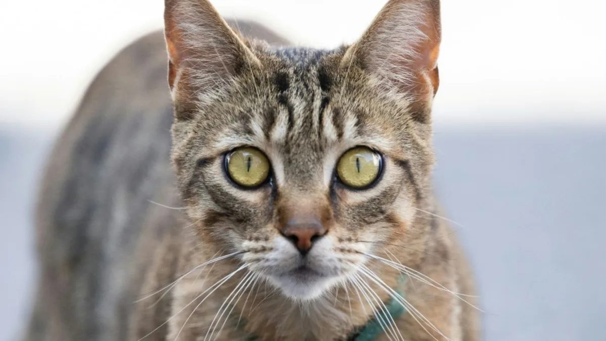 Wuppertal: Feuerwehr und Schornsteinfeger retten in Kaminschacht gestürzte Katze