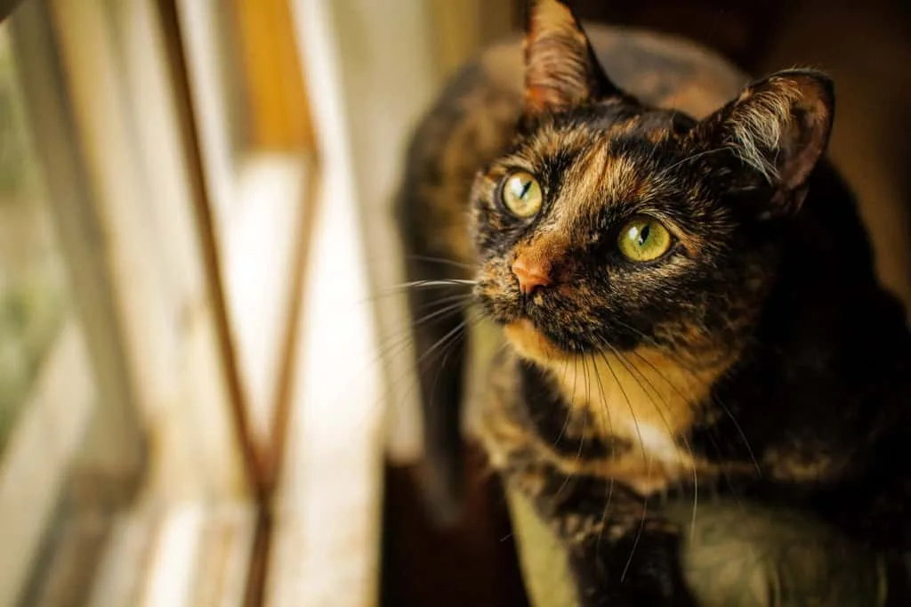 Cientistas descobrem o segredo genético dos gatos laranjas