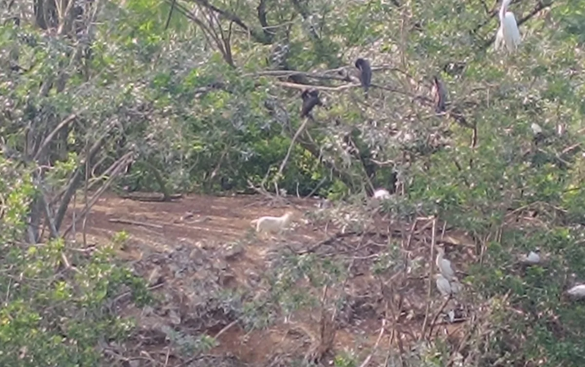 VÍDEO: Gato ilhado há mais duas semanas na ‘Lagoa do Jacaré’ é resgatado por bombeiros em Feira de Santana