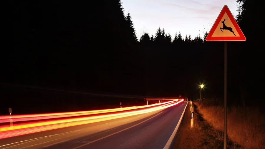 Herbstgefahren: Diese Versicherungen können Wildschäden regulieren