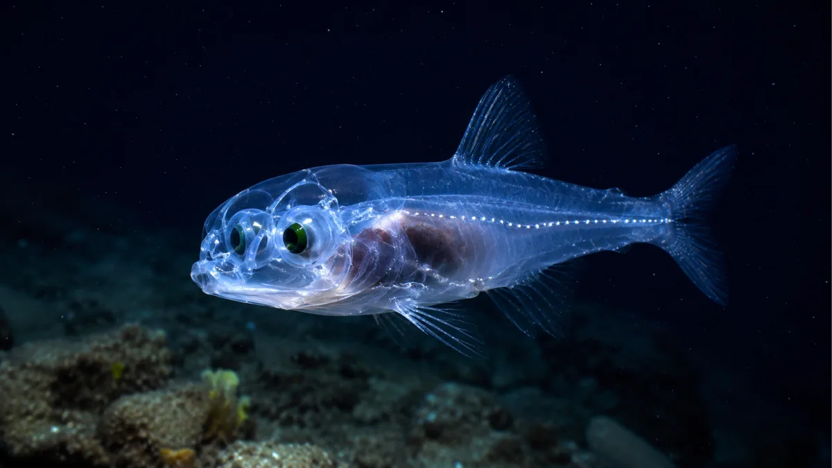 Peixe fantasma com cabeça e olhos transparentes como tubos é filmado no fundo do mar em registro raríssimo