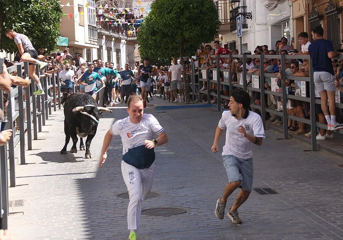 Carcabuey vive un día de tradición y emoción con su Toro de Cuerda