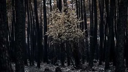 Après l'incendie en Gironde, la fréquentation touristique a baissé de moitié depuis fin juillet dans le département