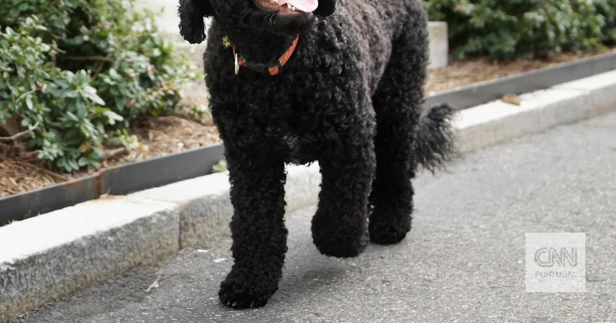 Morreu Sunny, a cadela 'portuguesa' de Barack Obama que "odiava molhar-se"
