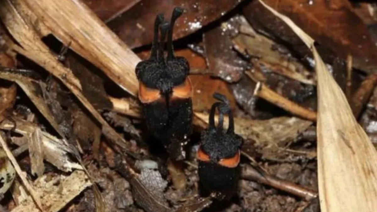 Exploran un bosque remoto de Tailandia y descubren un ser vivo de aspecto demoníaco que ya está en peligro de extinción