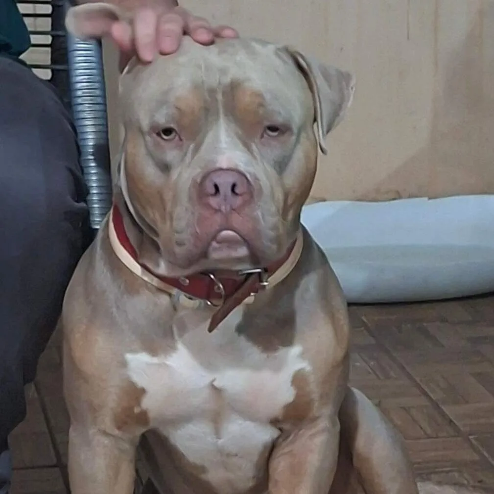 Família oferece R$ 1 mil para encontrar pitbull perdido no Zé Pereira