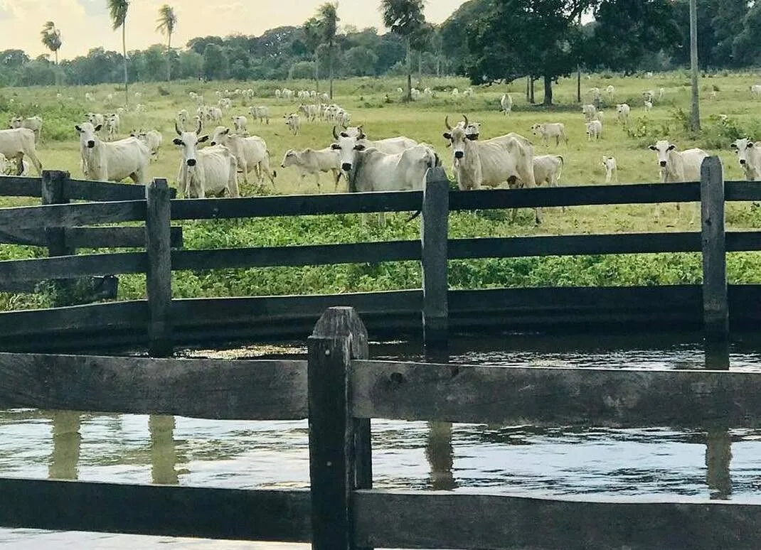 Terras rurais no Pantanal custam até 31 vezes menos que em áreas agrícolas