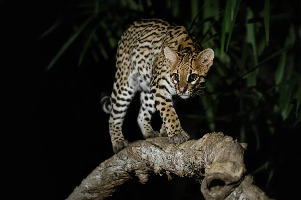 Las poblaciones de fauna silvestre en América Latina y el Caribe disminuyeron 95 % entre 1970 y 2022