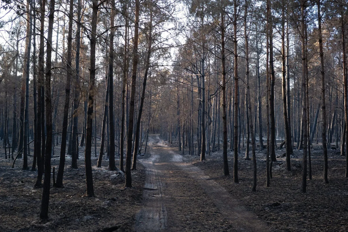 Incendie : une partie de la forêt de Fontainebleau rouverte au public à partir de samedi