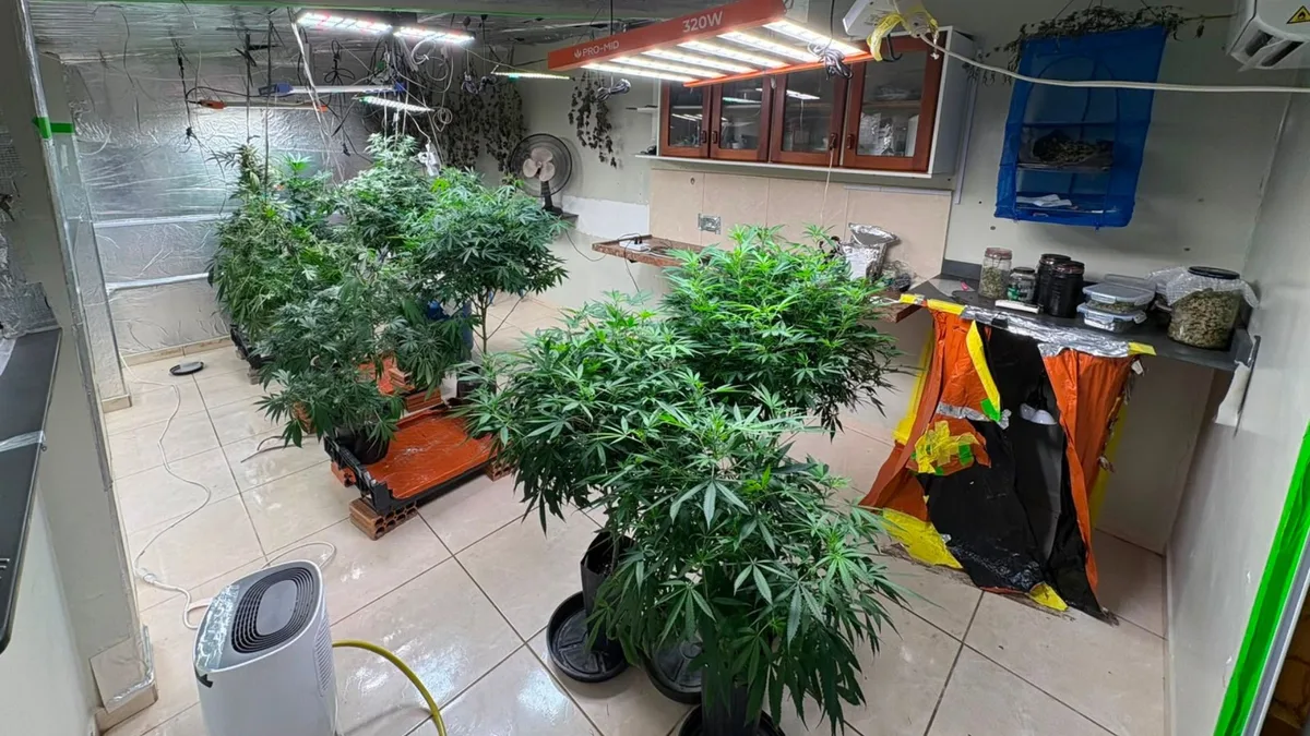 Operação mira grupo suspeito de usar habeas corpus de uso medicinal de maconha para tráfico de drogas e lavagem de dinheiro