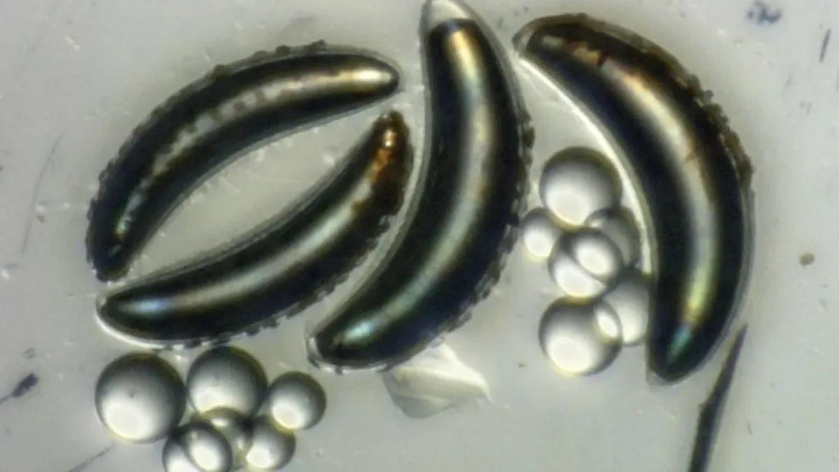 Una larva de mosca sobrevive a 370 metros de profundidad bajo el mar y desafía las leyes de la física y la biología