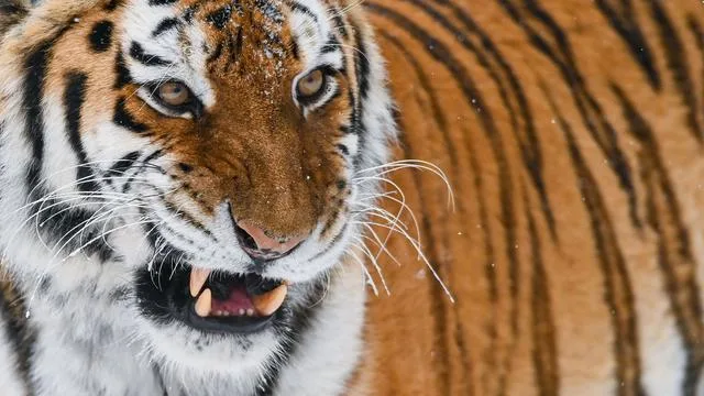 Vorfall in englischem Zoo: Mann betritt Tigergehege - tot