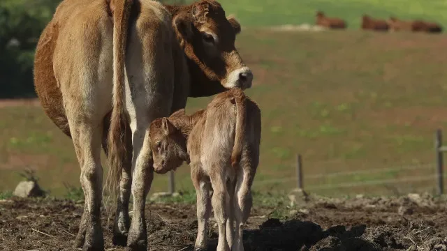 Vírus Shamonda confirmado em Portugal, afeta bovinos e ovinos
