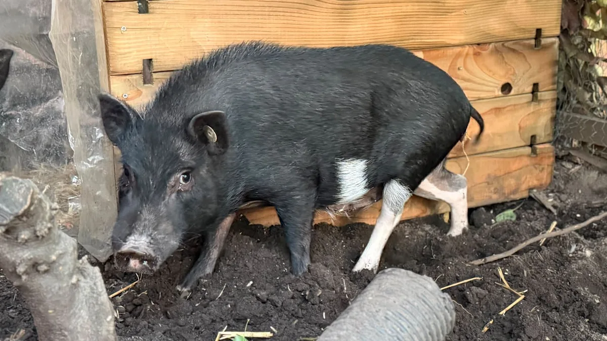 Polizei auf Schweinejagd! - Nach Fuchs-Alarm haute Pumba ab