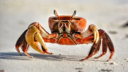 Aus Versehen v2.0: Openclaw 2.0 bringt Widgets und verbesserte Zusammenarbeit