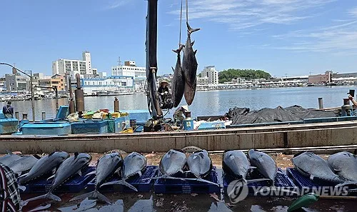 태평양 참다랑어 어획 한도 18% 상향…국가별 쿼터는 미정
