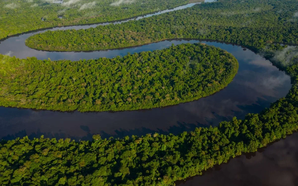 Personne ne s'y attendait : une nouvelle espèce d'anaconda de 7,5 mètres découverte en pleine Amazonie
