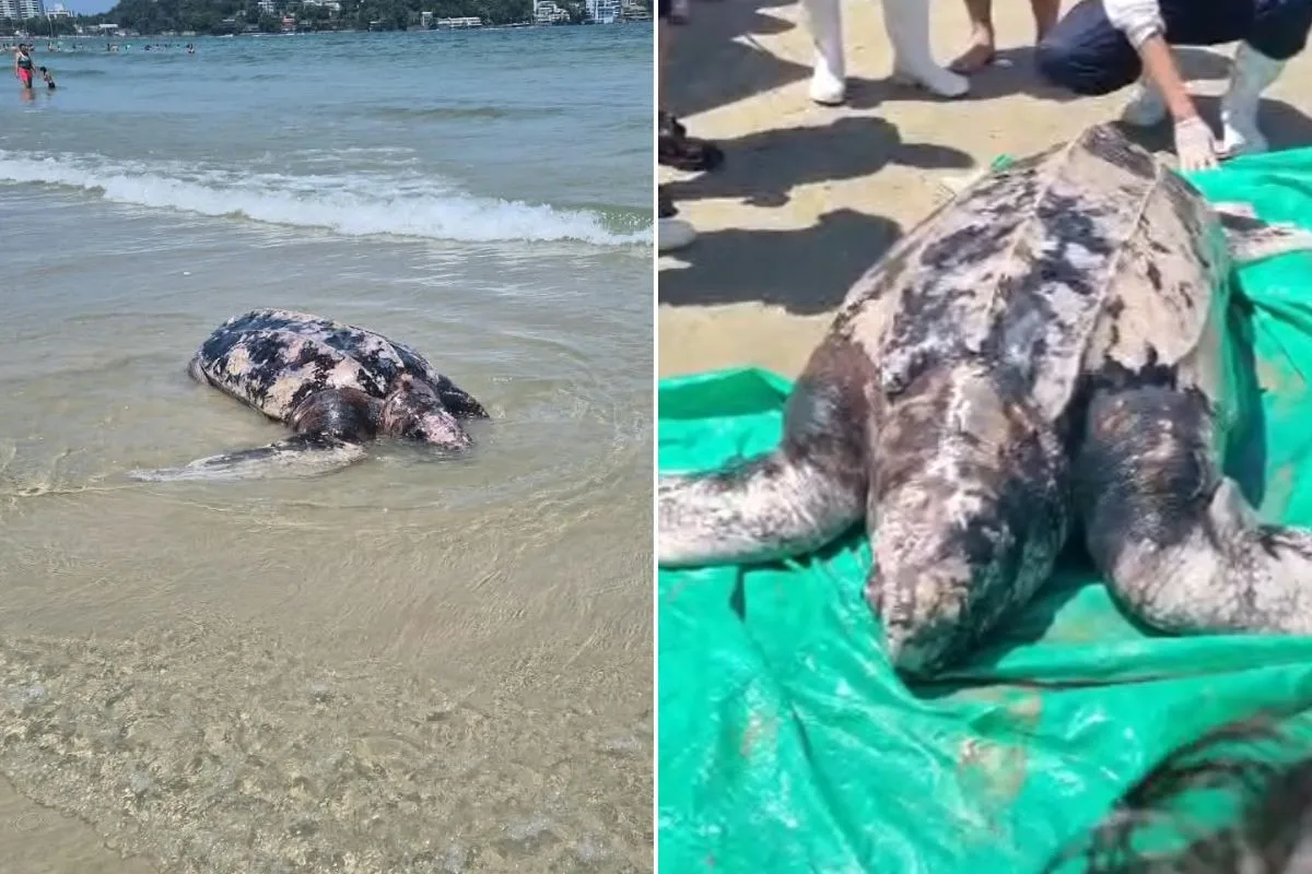 'Tartaruga-gigante' é encontrada morta em praia do litoral de SP; VÍDEO
