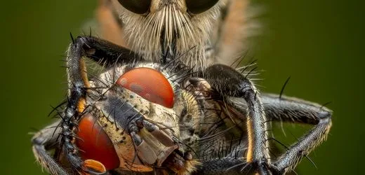 Wildlife Photographer of the Year: Die besten Tierfotos des Jahres