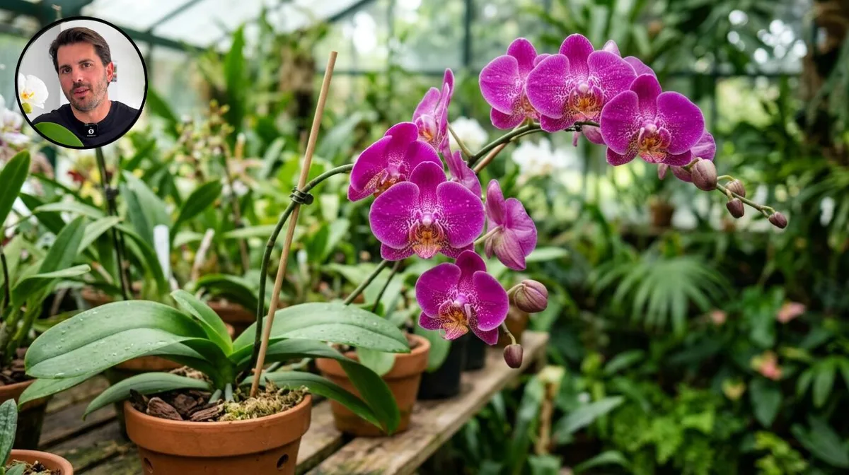 Álvaro Pedrera, experto en plantas: “Si tu orquídea está sana pero no da flores, te falta ajustar algo que muchos ignoran”