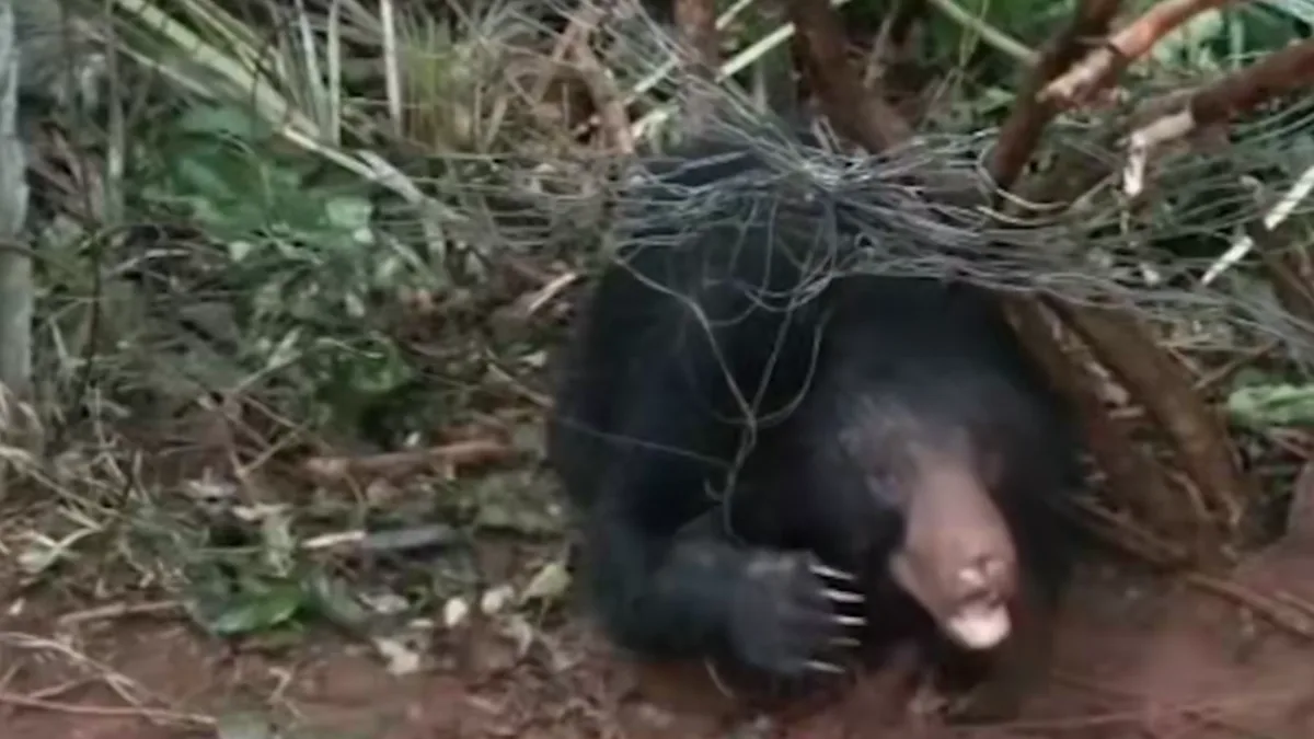 Sloth bear trapped in oil palm fence rescued in Andhra’s Kakinada district, sent to Visakhapatnam zoo