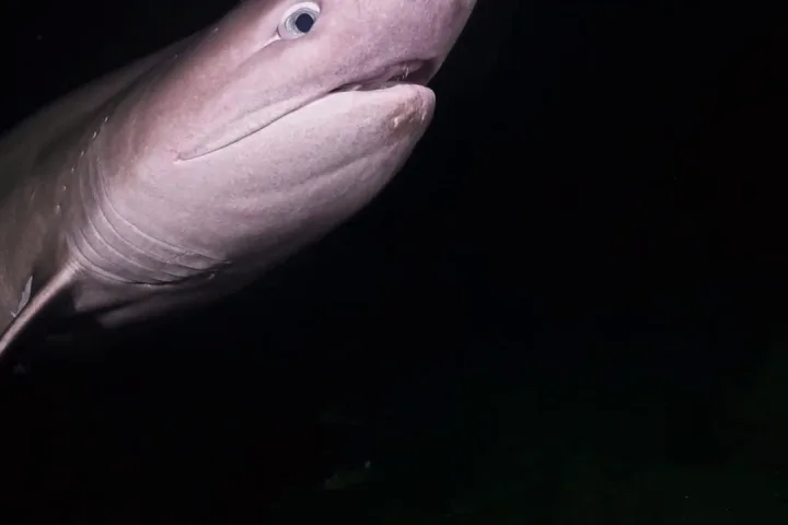 Vancouver Island diver captures rare shark encounter