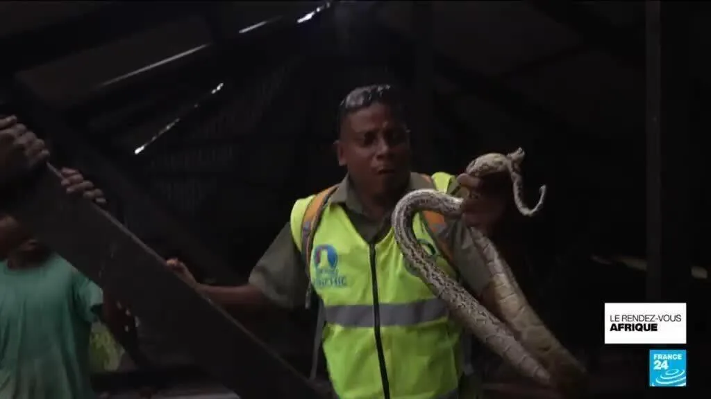 Kenya : le fléau des attaques de serpents, des milliers de morts par an