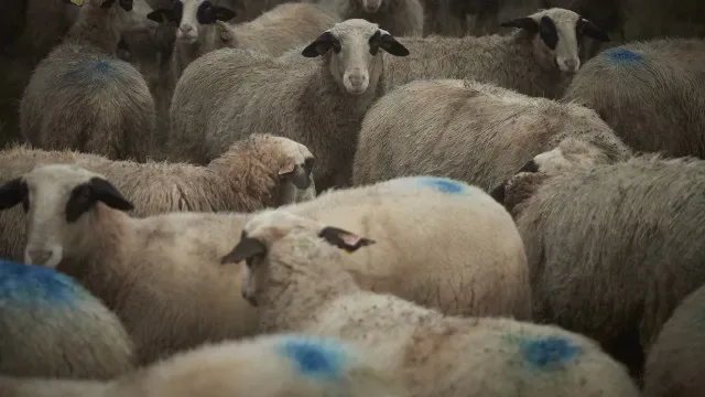 Governo avança com apoio financeiro para proteger rebanhos de lobos