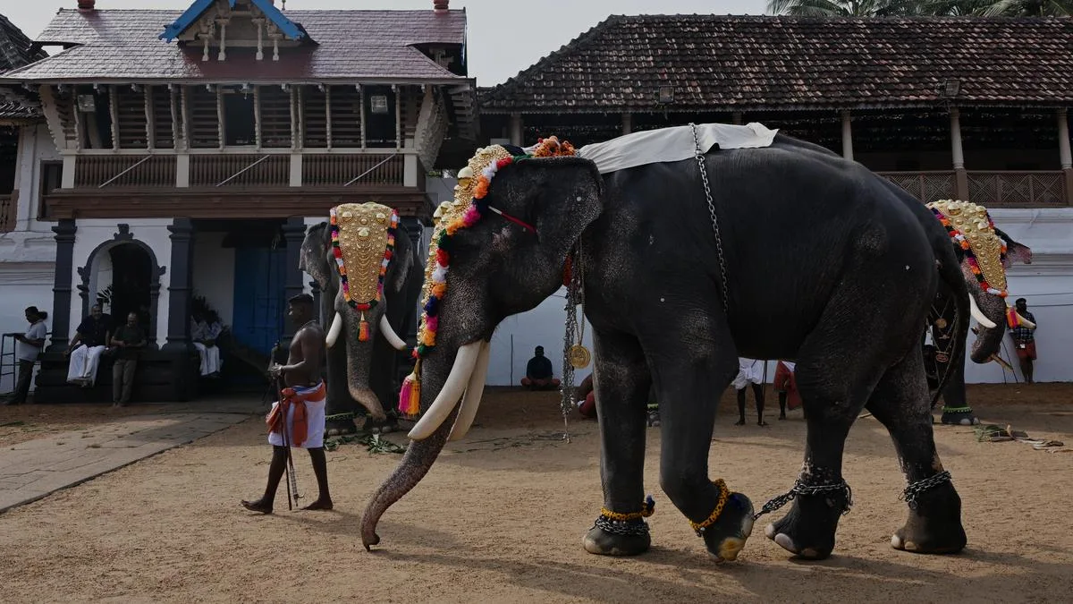 Not delving into religious rights, only dealing with well-being and health of captive elephants, Supreme Court says
