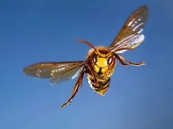 Summ, brumm - Autsch!: Erste Hilfe bei Bienen- und Wespenstichen: So geht’s richtig