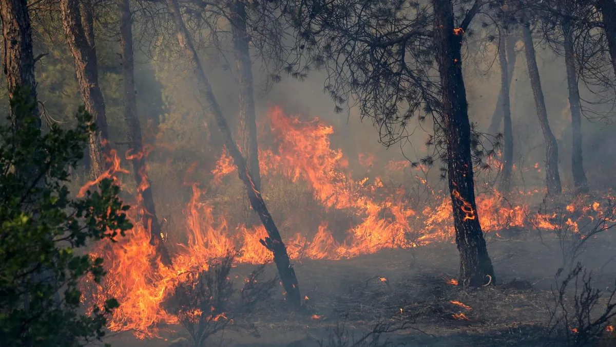 Algerien: Tote und Verletzte bei Waldbränden in Algerien