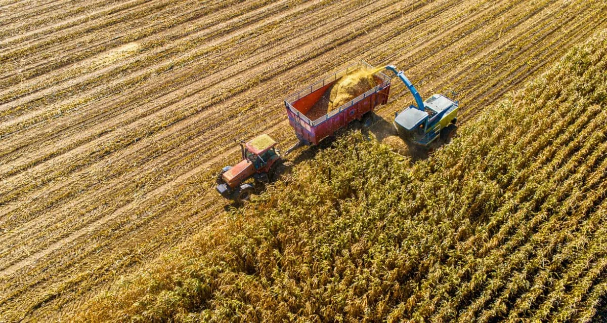 Sobe ou desce? Relatório do USDA sinaliza suporte para milho e soja, aponta analista