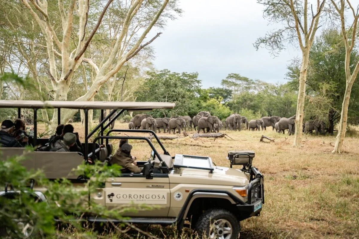 Da guerra a 100 mil grandes mamíferos: a recuperação da Gorongosa