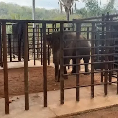 Após cruzar MS, Sandro chega a santuário "fazendo as coisinhas de elefante dele"