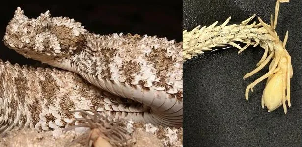 Cobra tem 'aranha' na cauda para enganar pássaros; tomografia mostra