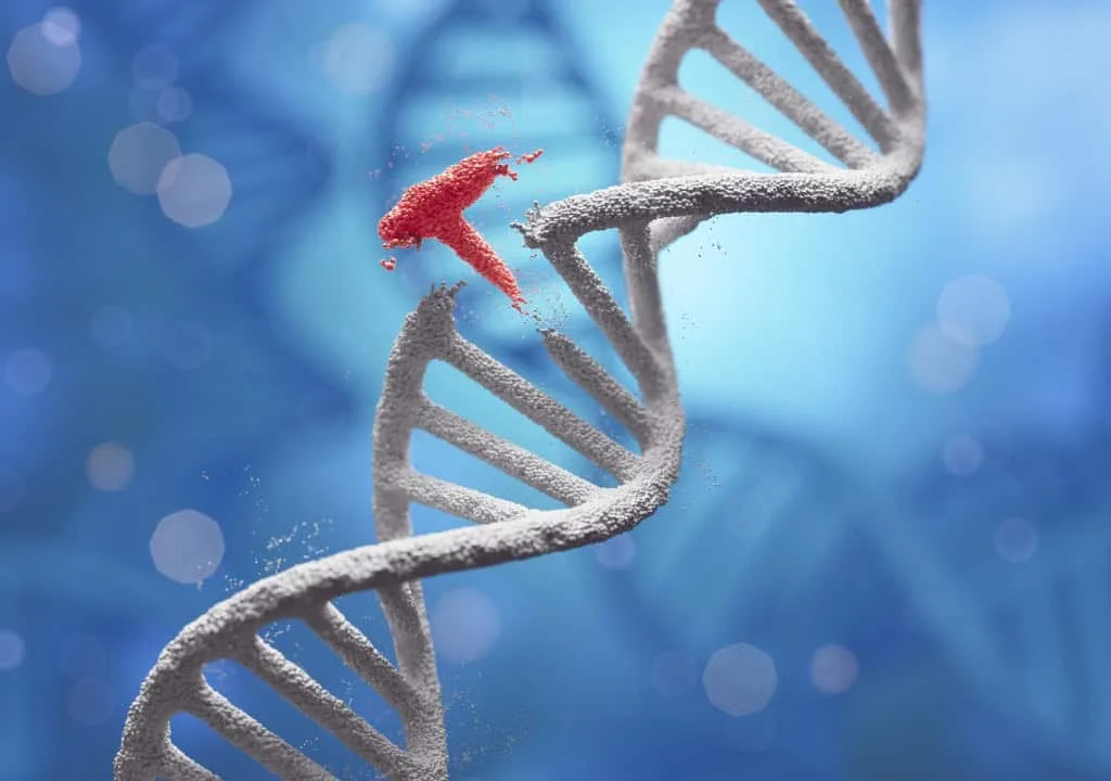 Bicho microscópico sobrevive com cromossomos quebrados e consegue reparar o DNA geração após geração